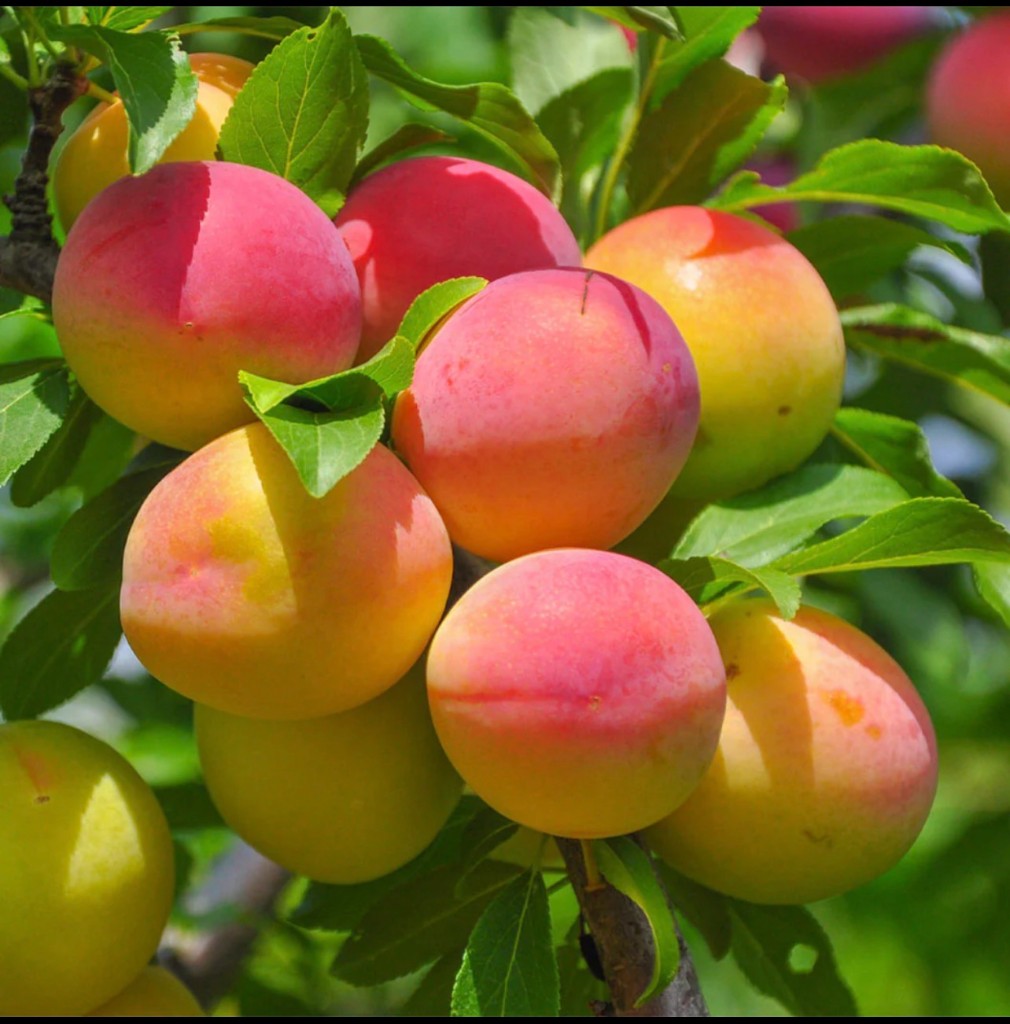 Fresh fruit from California's Central Valley
